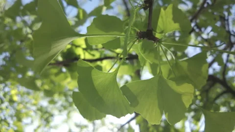 Green leaves illuminated by bright spring sunlight in backlit, swaying in Stock Footage 328350547