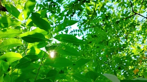 Green Leaves Illuminated by Bright Sunlight in Forest Canopy Video stock 342028862