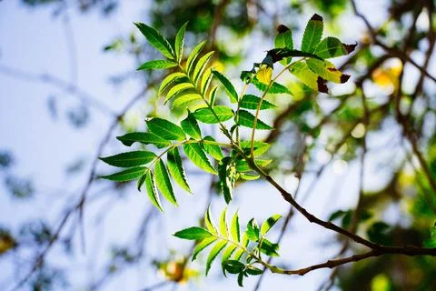Green Leaves Illuminated By Sunlight On A Tree Branch Against A Soft Blue Sky Stock Photos