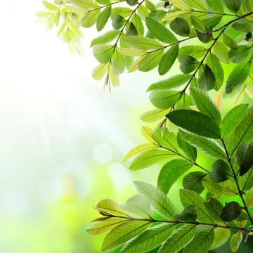 Green leaves Illustrazione stock