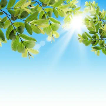 Green leaves Stock Illustration