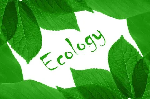 Green leaves Stock Illustration