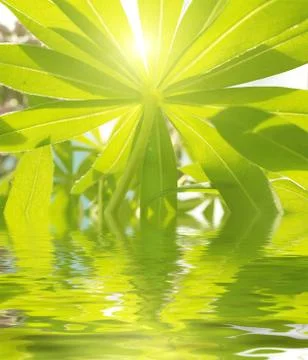 Green leaves Stock Illustration