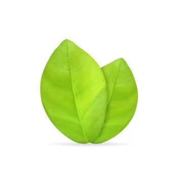 Green leaves Stock Illustration
