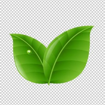 Green Leaves Stock Illustration