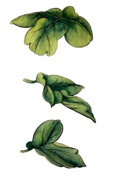 Green leaves Illustrazione stock