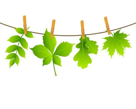 Green leaves Stock Illustration