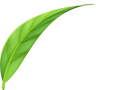 Green Leaves illustration, leaf, environment, natural,eco on transparent, p.. Stock Illustration