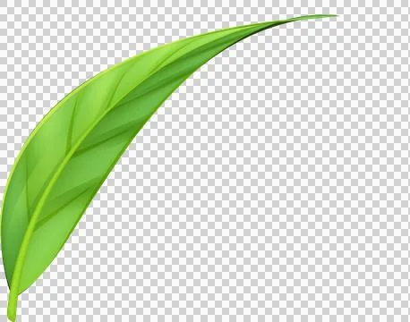 Green Leaves illustration, leaf, environment, natural,eco on transparent, p.. Stock Illustration