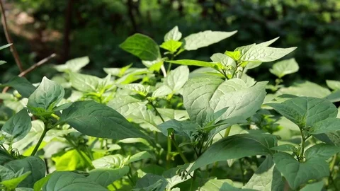 Green leaves in india background 库存影片 103130435