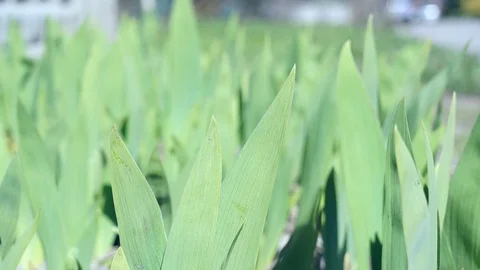Green leaves of iris flowers Stock Footage 127204844
