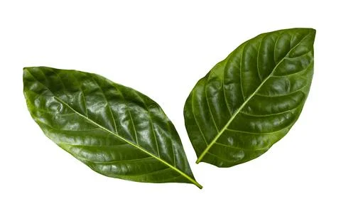Green leaves isolated Stock Photos