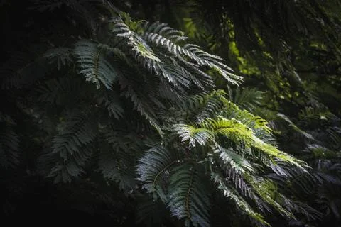Green leaves of Jacaranda tree Foto stock