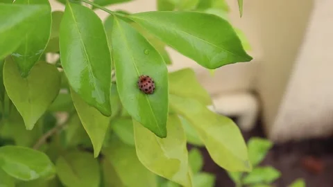 Green leaves with ladybug perching and water droplets Stock Footage 141799728