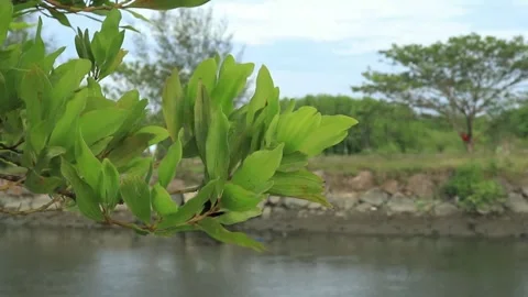 Green Leaves of Life Stock Footage 292797911
