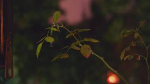 Green leaves in the light at night Stock Footage 162979876