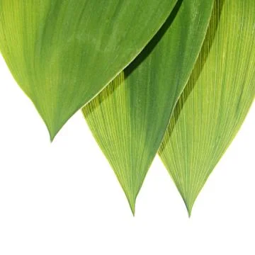 Green leaves of a lily the valley Foto stock