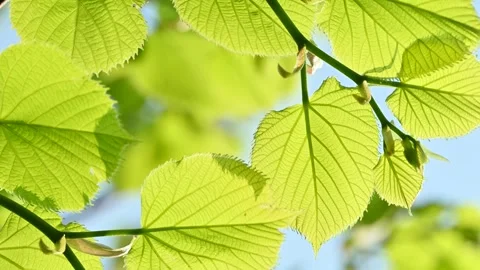 Green leaves of a lindel tree Stock Footage 306247142