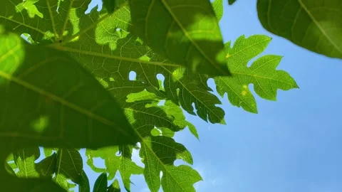 Green Leaves Low Angle Against Blue Sky Stock Footage 328175374