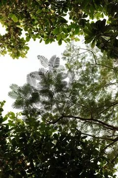 Green leaves from low angle view in Dubai. Abstract pattern on colorful backdrop Stock Photos