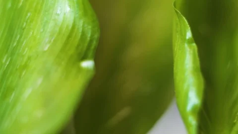 Green leaves in macro close up. Sliding camera move. Stock Footage 106575013