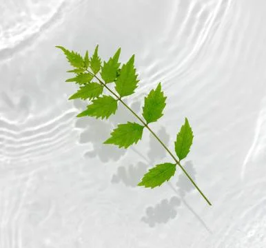 Green leaves macro with drop floating on surface of the water close up. It ca Stock Photos