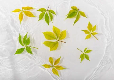 Green leaves macro with drop floating on surface of the water close up. It ca Stock Photos