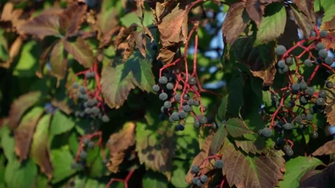 Green leaves of the maiden five-leafed grape Parthenocissus kinguefolia close up Stock Footage 163323003