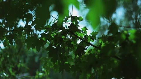 Green leaves of a maple are moved by a wind.mp4 Stock Footage 56049623