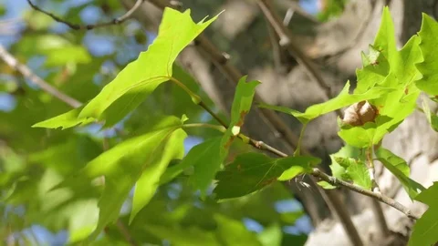 Green leaves of maple, close-up Stock Footage 79452596