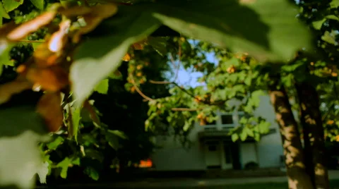 Green leaves of maple Stock Footage 851923
