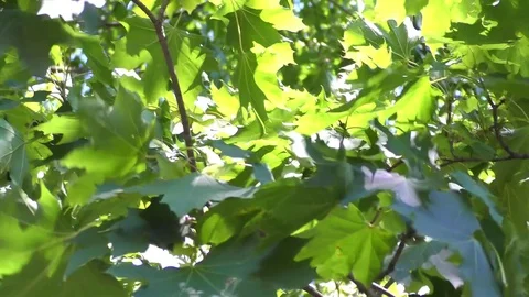 Green leaves – maple Stock Footage 71763648