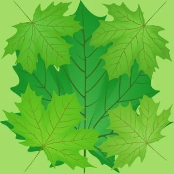 Green leaves of the maple. Illustrazione stock