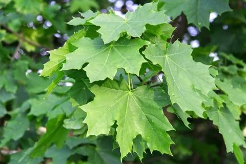 Green leaves of maple Stock Photos