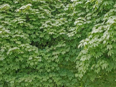 Green Leaves Of A Maple Tree, Background 写真素材