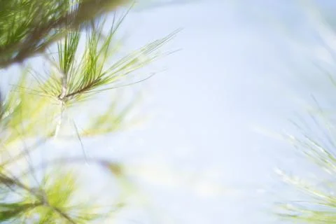 Green Leaves Of Maple Tree Close Up And Blue Sky Stock Photos