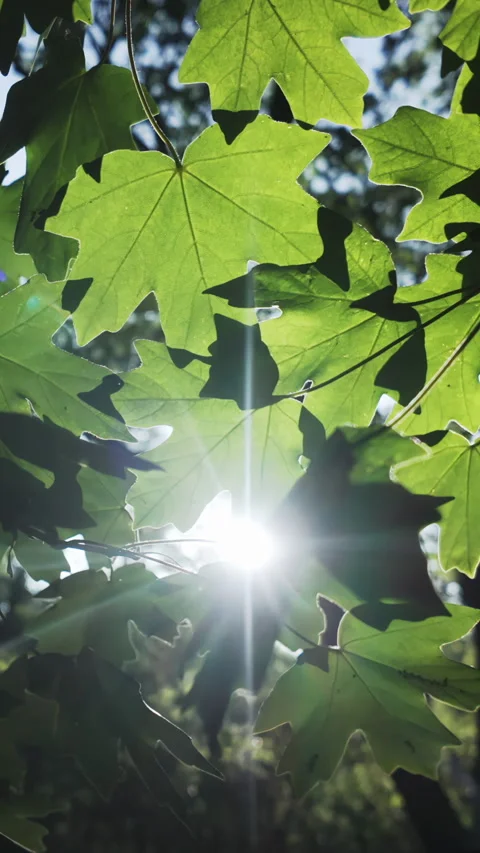 Green leaves of Maple tree in evening light, backlit by sun, bottom view Stock Footage 324283013