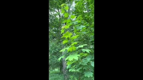 Green leaves of a maple tree on a forest background Stock Footage 276880167