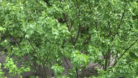 Green leaves of maple tree swaying in wind, lush summer foliage outdoors, n.. Stock Footage 334594037