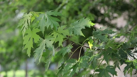 Green leaves of maple tree in the wind in front of the brick building. Stock Footage
