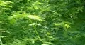 Green leaves of Mimosa plant close up sunny day growing in pond with duck weed 4k or 4k+ Resolution