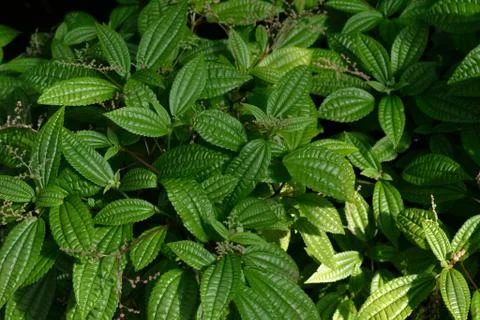 Green leaves of mint Stock Photos