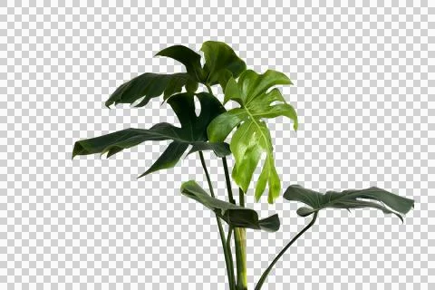Green leaves of monstera or split-leaf philodendron plant (Monstera delicio.. Фото