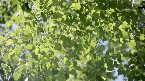Green Leaves Motion Background Stock Footage 98338179
