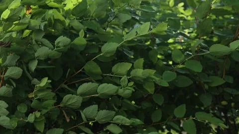 Green leaves move gently as the wind blows through them in a lush outdoor 库存影片 344527869