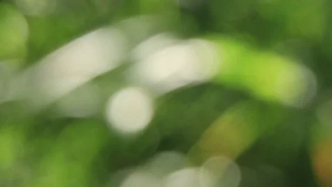Green leaves move slowly. The wind blows. In the afternoon Stock Footage 84142592