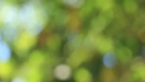 Green leaves move slowly. The wind blows. In the afternoon Stock Footage 84142912