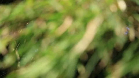 Green leaves move slowly. The wind blows. In the afternoon Stock Footage 84142940