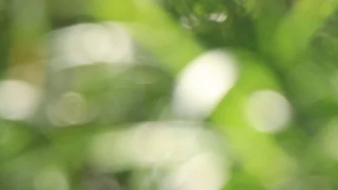 Green leaves move slowly. The wind blows. In the afternoon Stock Footage 84142947