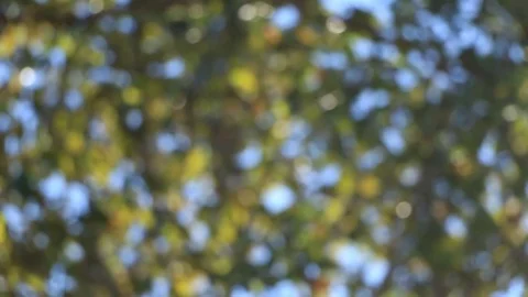 Green leaves move slowly. The wind blows. In the afternoon Stock Footage 84143059